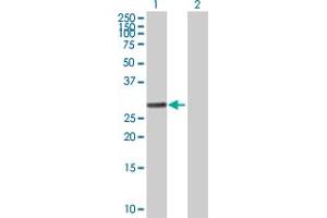 Western Blot analysis of RALGPS1 expression in transfected 293T cell line by RALGPS1 MaxPab polyclonal antibody.