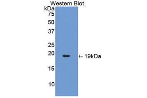 Western Blotting (WB) image for anti-Interleukin 17 (IL17) (AA 20-155) antibody (ABIN1859349)