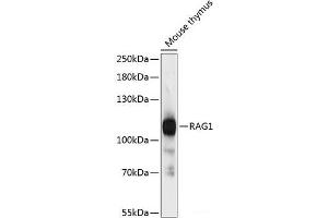 Western blot analysis of extracts of Mouse thymus using RAG1 Polyclonal Antibody at dilution of 1:3000. (RAG1 anticorps)