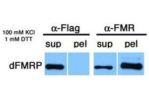 Image no. 1 for anti-Fragile X Mental Retardation 1 (FMR1) (C-Term) antibody (ABIN108599) (FMR1 anticorps  (C-Term))