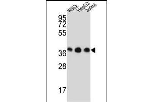 HNRPDL Antibody (Center) (ABIN651545 and ABIN2840293) western blot analysis in K562,HepG2,Jurkat cell line lysates (35 μg/lane). (HNRPDL anticorps  (AA 206-234))