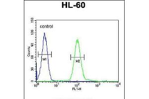 Flow cytometric analysis of HL-60 cells (right histogram) compared to a negative control cell (left histogram). (Coq7 anticorps  (C-Term))