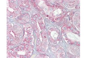 Anti-SPTAN1 / Alpha Fodrin antibody IHC of human kidney.