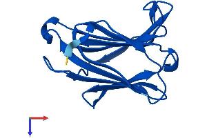 AlphaFold protein structure predicition of Human Recombinant LGALS13 Protein, UniprotID Q9UHV8