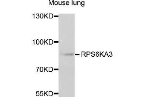 Western blot analysis of extracts of mouse lung, using RPS6KA3 antibody (ABIN1876624) at 1:1000 dilution.