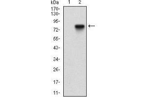 Western blot analysis using NT5E mAb against HEK293 (1) and NT5E (AA: 30-250)-hIgGFc transfected HEK293 (2) cell lysate.