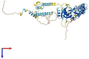 AlphaFold protein structure predicition of Human Recombinant RIOK3 Protein, UniprotID O14730