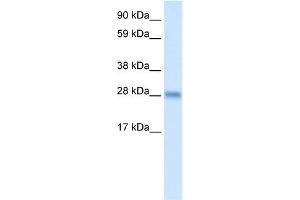 WB Suggested Anti-BCL2L1 Antibody Titration:  0. (BCL2L1 anticorps  (N-Term))