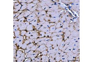 IHC analysis of MG53/TRIM72 using anti-MG53/TRIM72 antibody (ABIN7601079).