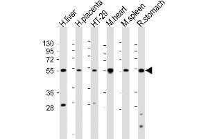 All lanes : Anti-HTR2B Antibody (C-term ) at 1:2000 dilution Lane 1: human liver lysate Lane 2: human placenta lysate Lane 3: HT-29 whole cell lysate Lane 4: mouse heart lysate Lane 5: mouse spleen lysate Lane 5: rat stomach lysate Lysates/proteins at 20 μg per lane.