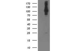 Western Blotting (WB) image for anti-NIMA (Never in Mitosis Gene A)- Related Kinase 9 (NEK9) antibody (ABIN1499687) (NEK9 anticorps)