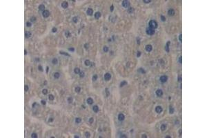 IHC-P analysis of Kidney tissue, with DAB staining. (TSKU anticorps  (AA 30-307))