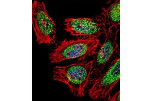Fluorescent confocal image of Hela cell stained with SP140 Antibody . (SP140 anticorps  (AA 272-301))