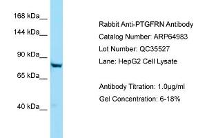 Western Blotting (WB) image for anti-Prostaglandin F2 Receptor Negative Regulator (PTGFRN) (C-Term) antibody (ABIN971499) (PTGFRN anticorps  (C-Term))