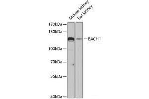 Western blot analysis of extracts of various cell lines using BACH1 Polyclonal Antibody at dilution of 1:3000.