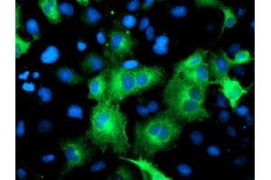 Immunofluorescence (IF) image for anti-ATG3 Autophagy Related 3 (ATG3) antibody (ABIN1496760) (ATG3 anticorps)