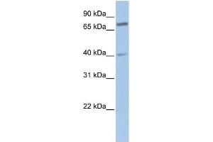 SSX2IP antibody used at 1 ug/ml to detect target protein.