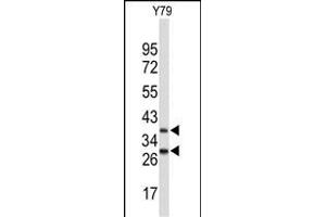 Western blot analysis of FBXO4 Antibody (Center) (ABIN653243 and ABIN2842769) in Y79 cell line lysates (35 μg/lane). (FBXO4 anticorps  (AA 225-251))