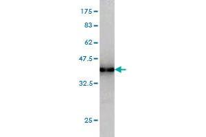 Western Blot detection against Immunogen (36.