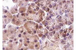ABIN6267640 at 1/100 staining human pancreas tissue sections by IHC-P.