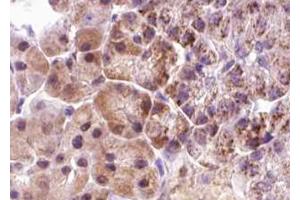 ABIN6267640 at 1/100 staining human pancreas tissue sections by IHC-P. (eIF4EBP1 anticorps  (pThr36))