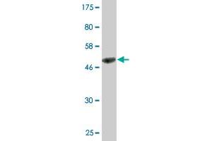 Western Blot detection against Immunogen (50.