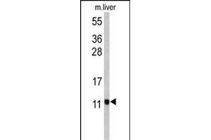 Western blot analysis of PCBD1 Antibody (Center) (ABIN653056 and ABIN2842659) in mouse liver tissue lysates (35 μg/lane). (PCBD1 anticorps  (AA 11-37))