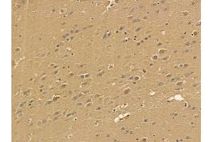 PMPCA Mouse Monoclonal Antibody at 1/100 staining mouse brain tissue by IHC-P. (PMPCA anticorps)
