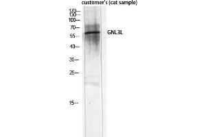 Western Blot analysis of customer's (cat sample) using GNL3L Polyclonal Antibody diluted at 1:2000. (GNL3L anticorps  (AA 40-120))