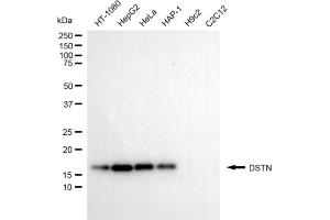 Western blotting analysis using DSTN antibody (ABIN7798319). (Destrin anticorps)