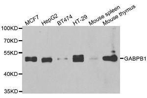 Western blot analysis of extracts of various cell lines, using GABPB1 antibody. (GABPB1 anticorps  (AA 231-395))