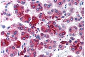 Human Pancreas (formalin-fixed, paraffin-embedded) stained with FOXD3 antibody ABIN214753 at 5 ug/ml followed by biotinylated goat anti-rabbit IgG secondary antibody ABIN481713, alkaline phosphatase-streptavidin and chromogen.