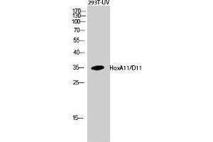 Western Blot (WB) analysis of 293T-UV cells using HoxA11/D11 Polyclonal Antibody. (HOXA11/D11 anticorps  (C-Term))