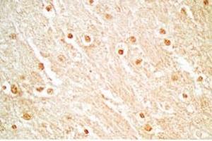 Rat brain tissue stained by Rabbit Anti_NERP-1 (Human) Antibody (NERP-1 anticorps  (Preproprotein))