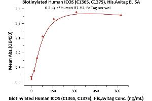 Immobilized Human B7-H2, Fc Tag (ABIN6731298,ABIN6809944) at 5 μg/mL (100 μL/well) can bind Biotinylated Human ICOS (C136S, C137S), His,Avitag (recommended for biopanning) (ABIN6731299,ABIN6809943) with a linear range of 2-78 ng/mL (QC tested).