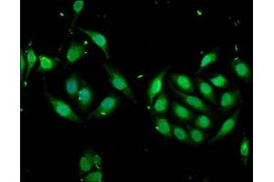 Immunofluorescence staining of A549 cells with ABIN7168378 at 1:166, counter-stained with DAPI.