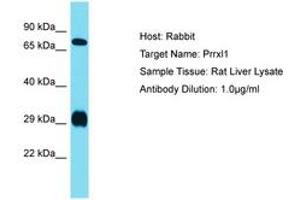 Image no. 1 for anti-Dorsal Root Ganglia Homeobox (DRGX) (N-Term) antibody (ABIN6750247) (DRGX anticorps  (N-Term))