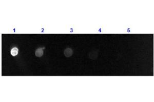 Dot Blot results of Donkey F(ab')2 Anti-Goat IgG Antibody Fluorescein Conjugate. (Âne anti-Chévre IgG (Heavy & Light Chain) Anticorps (FITC) - Preadsorbed)
