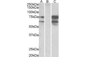 HEK293 lysate (10ug protein in RIPA buffer) overexpressing Human NRXN1 with DYKDDDDK tag probed with ABIN190771(0. (Neurexin 1 anticorps  (C-Term))