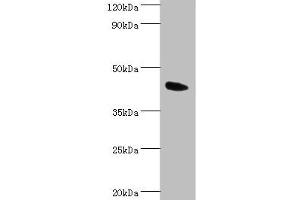 Western blot All lanes: Angiopoietin-related protein 4 antibody at 2 μg/mL + Mouse heart tissue Secondary Goat polyclonal to rabbit IgG at 1/10000 dilution Predicted band size: 46, 41, 27 kDa Observed band size: 46 kDa (ANGPTL4 anticorps  (AA 26-406))