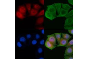 ABIN6261693 and ABIN6272298 staining Hela cells by IF/ICC. (FBP1 anticorps  (Internal Region))