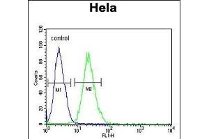 RPL31 Antibody (Center) (ABIN653485 and ABIN2842904) flow cytometric analysis of Hela cells (right histogram) compared to a negative control cell (left histogram). (RPL31 anticorps  (AA 24-51))