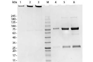 SDS-PAGE of Swine IgM Whole Molecule. (Porc IgM Isotype Control)