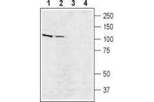 Western blot analysis of rat (lanes 1 and 3) and mouse (lanes 2 and 4) brain lysates: - 1,2.