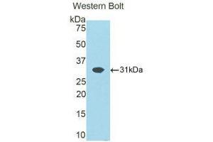 Western Blotting (WB) image for anti-ATPase, Na+/K+ Transporting, beta 1 Polypeptide (ATP1B1) (AA 53-304) antibody (ABIN1858096)