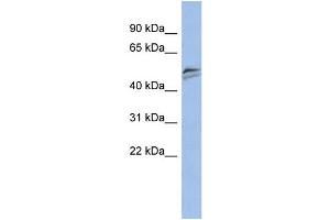 WB Suggested Anti-SNAPC3 Antibody Titration:  0. (SNAPC3 anticorps  (Middle Region))