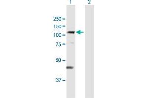 Western Blot analysis of DIS3L expression in transfected 293T cell line by DIS3L MaxPab polyclonal antibody. (DIS3L anticorps  (AA 1-971))
