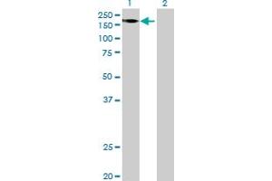 Western Blot analysis of FRMPD1 expression in transfected 293T cell line by FRMPD1 MaxPab polyclonal antibody.