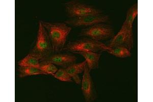 IF analysis of mSin3A/SIN3A and Tubulin alpha using anti-mSin3A/SIN3A antibody (ABIN7602504) and anti-Tubulin alpha antibody (ABIN7600339). (SIN3A anticorps  (AA 8-918))