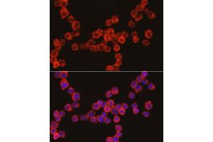 Immunofluorescence analysis of U-937 cells using Cathepsin G Rabbit pAb (ABIN6127687, ABIN6139229, ABIN6139231 and ABIN6221273) at dilution of 1:50 (40x lens).